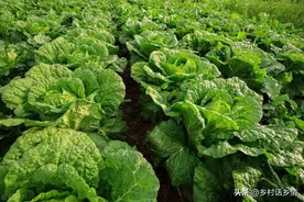 白菜、萝卜喝点醋，长得壮、防病害、产量高，多年验证，放心使用图片