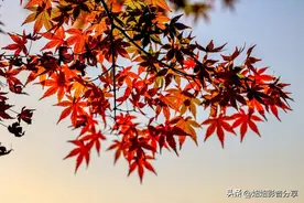 形容女人性感的句子图片
