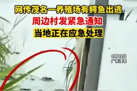 广东茂名暴雨致养殖场鳄鱼出逃，周边村发布紧急通知？镇政府回应：确有此事，正在抓捕图片