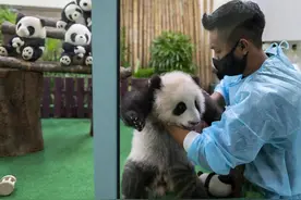 泪目！马来西亚奶爸说以后想到四川当饲养员义工图片