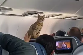 飞机刚起飞，乘客发现一只猫突然出现在头等舱图片