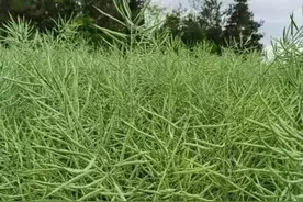 油菜播种季，一碗菜籽半碗油的“福油”到底有多好？浓香油多质好图片