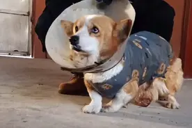 辽宁：宠物柯基，也沦为流浪狗，哪怕瘤子破了被感染也只能流浪图片