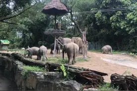 世界大象日：走进全国最大亚洲象种群繁育基地图片