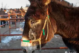 带你去辽西赶大集：（24）新年的第一束光照在驴身上图片