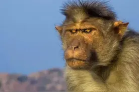 民间故事：老猴精偷媳妇儿图片