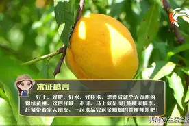 三农品鉴官探乡村（第二季）·寻迹盘中餐丨八月黄桃正当时“甜蜜暴击”蓄力中图片