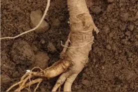 神奇物种——人参图片