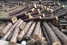 农村怪现象，新伐的木头卖500，老屋拆下的旧木头卖1200，为啥？图片