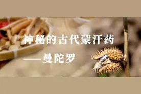 识本草丨神秘的古代蒙汗药——曼陀罗图片