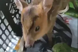 十堰市民大山里拾到一只小动物 专家：应是迷路的麂宝宝图片