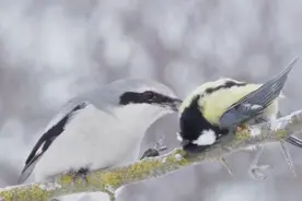 9大捕食场面，伯劳鸟确实很屠夫，斑鸠、杜鹃、秧鸡都惨遭毒手图片