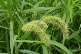 狗尾巴草是个宝，常用来煮水喝，或能帮助解决5大问题图片