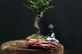 顶级盆栽小叶紫檀，高贵典雅，香气怡人，还能净化空气图片