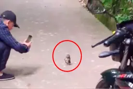 猫头鹰幼崽偶遇路人连忙鞠躬作揖，专家：不要摸它，沾染人的气味可能会让它被遗弃图片