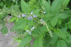 这种植物全身都是宝，可惜好多人当杂草，叶子晒干泡茶喝，真香图片