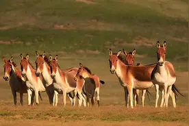野驴恩仇｜为报母仇 五岁“铁蹄”愤而挑战驴王 一举杀败恶狼群图片