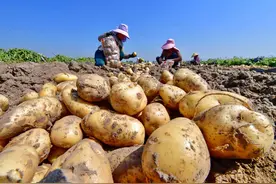 为什么发芽发绿的马铃薯（土豆）尽量别吃？图片