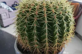 仙人球不开花怎么办？把控好“5个环节”，让仙人球“美中带刺”图片