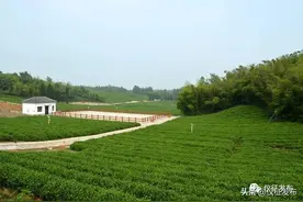 村美民富产业兴！仪征聚力描绘乡村振兴新蓝图图片