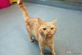 猫咪拉稀什么原因怎么治图片