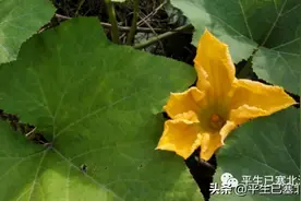 凤凰山下有梧桐|畲族蓝氏|汀州|龙岩长汀图片