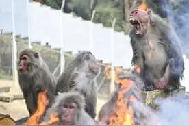 日本爆发人猴大战！日本人大败，伤人的猴子能打吗？图片