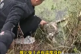 哈士奇被主人打伤丢入池塘，奄奄一息被男子救起，系咬伤家畜图片