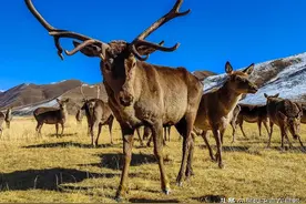 西藏类乌齐野生马鹿不是你想见就能见的，今天终于得以零距离接触图片