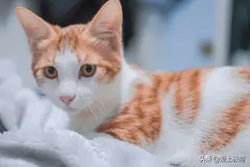 头条、百家号、大鱼号、企鹅号、网易号五大自媒体的体验与比较图片