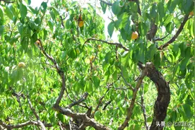 延庆香营乡鲜食杏迎来采摘销售季~图片