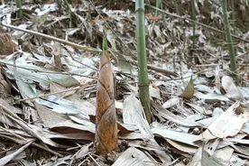 横山苦笋“新”上市 带动村民“鲜”致富图片