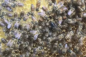 周晋峰：中华蜂对于人类自然栖息地的价值图片