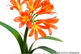 为什么有人说送礼物不能送茶叶？这两人送了，却没讨好图片