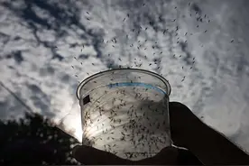 专家在广州放飞几百万只蚊子，说是“以蚊制蚊”，真的会有效果？图片