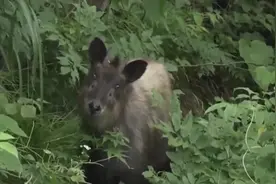 浙江发现“新神兽”，疑似上古神兽“天马”，它到底是什么物种？图片