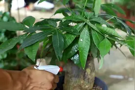 室内养发财树，记住“3点”，枝叶漂亮茂盛浓绿，茎干粗壮绿油油图片