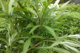 它叫蒌蒿，一般人只当它是草，聪明的人却割回家，这是为啥？图片