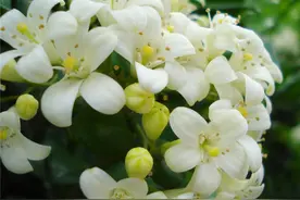 “香水之花”在阳台放两盆，可以代替空气清新剂，关键是好养易活图片