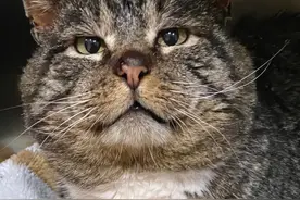 流浪猪咪被举报…居民：“它一天炫八顿！”图片