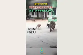 野猪闯进村被汪汪队轰走图片