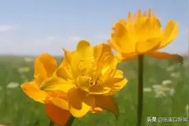 张家口这三县区获特色药材产业县称号图片