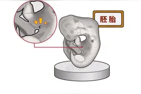 正常情况下，男性“丁丁”的发育变化是怎样的？如有异常及时就医图片