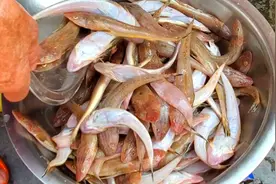 冬天，遇见这鱼别手软，刺少肉多，1次买30斤晒鱼干，蒸炸特解馋图片