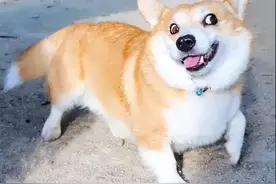 狗狗日常都做过这八件事，看看你家的做过没？图片