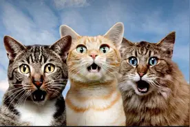 28条养猫小知识，希望“养猫人”都能刷到图片