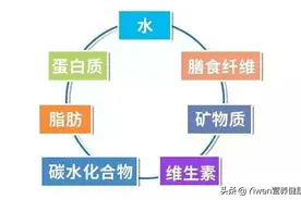 人体都需要哪些营养素？图片