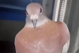 河南偏航信鸽飞到江苏女子家中，主人建议杀掉，淮安女子好心收养图片