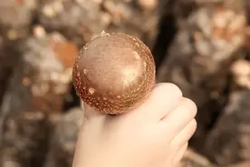 伏牛山川八百里，西峡香菇甲天下图片