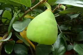 酷似馒头的野果，儿时一到夏天就满山寻找，做“手搓冰粉”是一绝图片